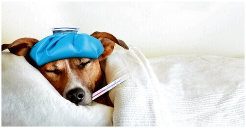 Профилактика и лечение гриппа у собак