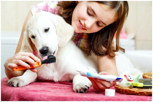 Сделайте домашнюю зубную пасту для собак