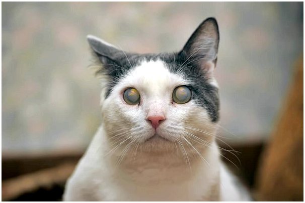Глаукома у кошек: причины, симптомы и лечение