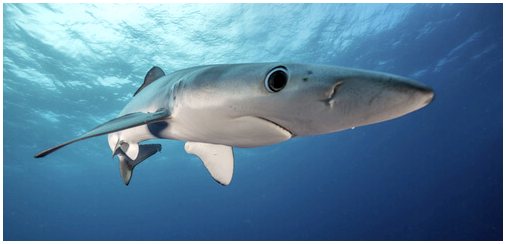 Голубая акула: среда обитания и характеристики
