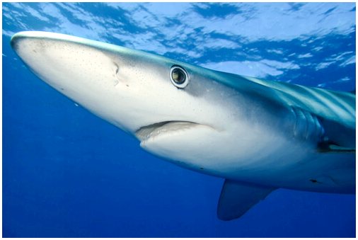 Синяя акула: среда обитания и характеристики