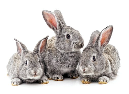 Отличия кроликов от зайцев