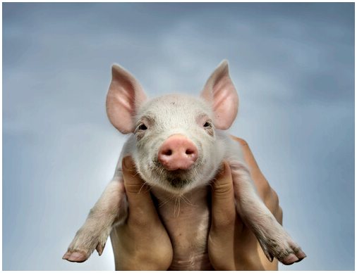 Свинья как домашнее животное: все, что нужно знать