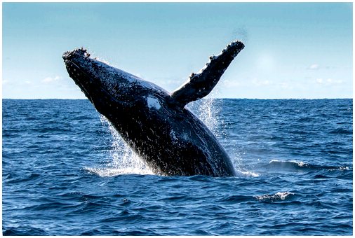 8 самых впечатляющих морских млекопитающих