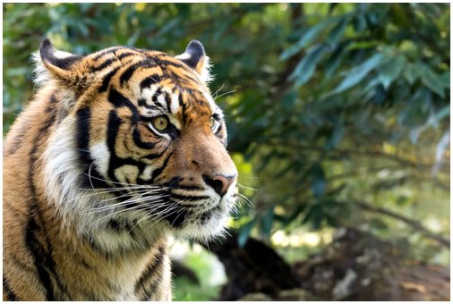 Торговля тиграми появляется в Европе