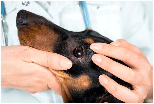 Глазной телезиоз собак: причины, симптомы и лечение