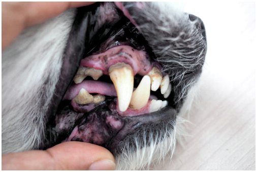 Устранение неприятного запаха изо рта у собак