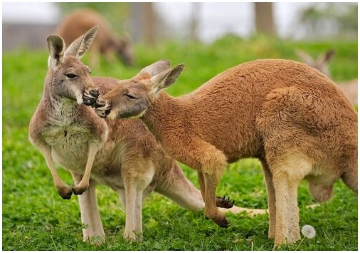 Встречайте красного кенгуру, бесспорного короля Австралии.