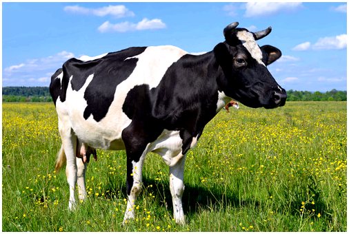 Здоровое выращивание мясной коровы