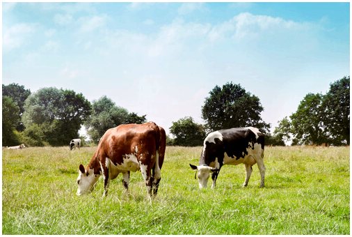 Здоровое выращивание мясной коровы