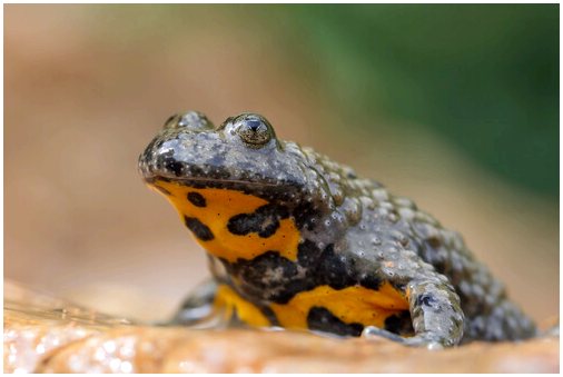 Огнебрюхая жаба: рацион и характеристика
