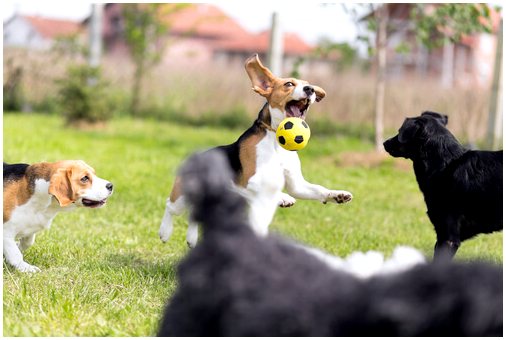 4 самодельных игрушки для собак, которые они любят