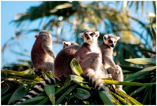 Гигантские лемуры Мадагаскара