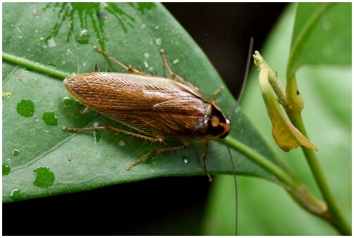 9 любопытных фактов о тараканах