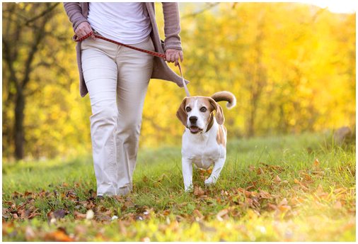 9 советов, как легко выгуливать собаку