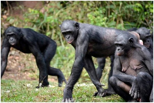Бонобо, большая обезьяна с крошечным голосом