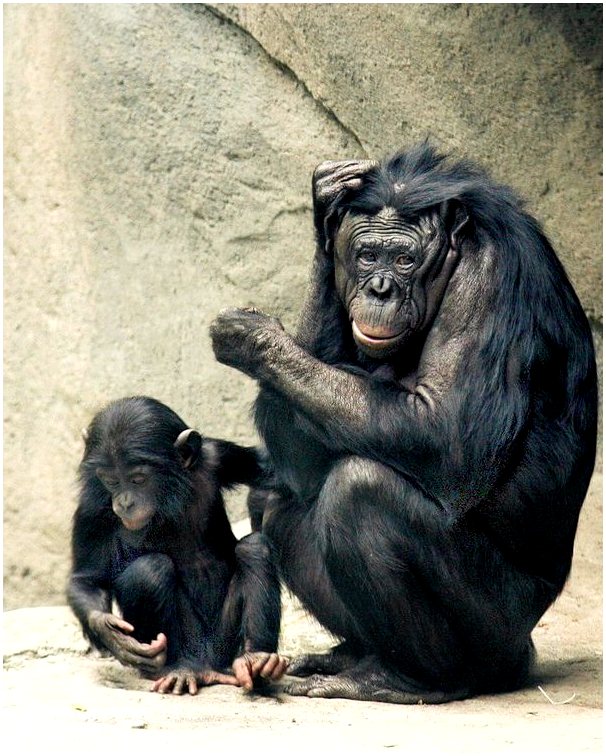 Бонобо, большая обезьяна с крошечным голосом