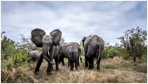 Что нужно для слонов?