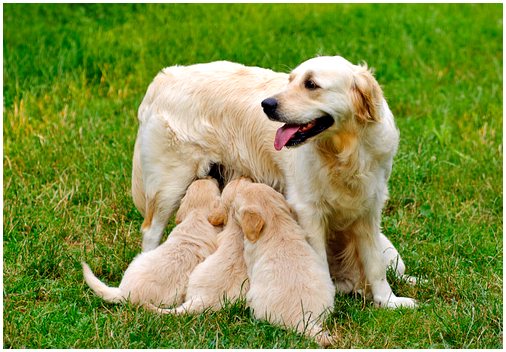Что такое бруцеллез собак?
