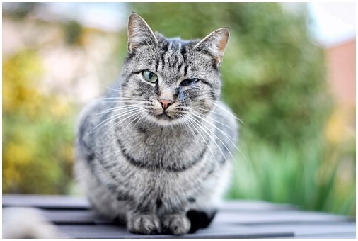 Чума у ​​кошек или панлейкопения: что это и как лечится