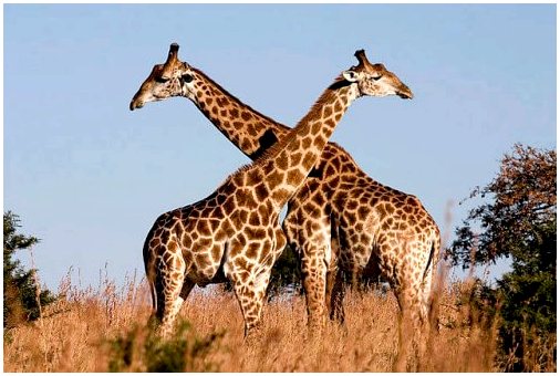 Какой рост у жирафа?