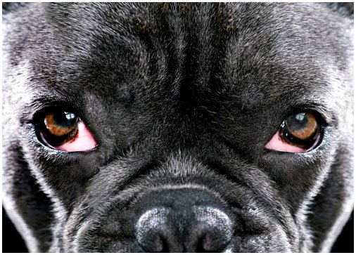Глаукома у собак: симптомы и лечение