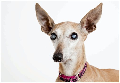 Глаукома у собак: симптомы и лечение