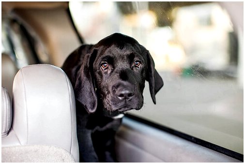 Элементы безопасности в машине для собак
