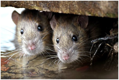 Решения от мышей-вредителей