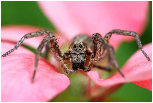 8 самых опасных пауков в мире