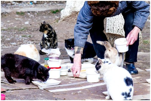 Как правильно кормить колонию кошек?