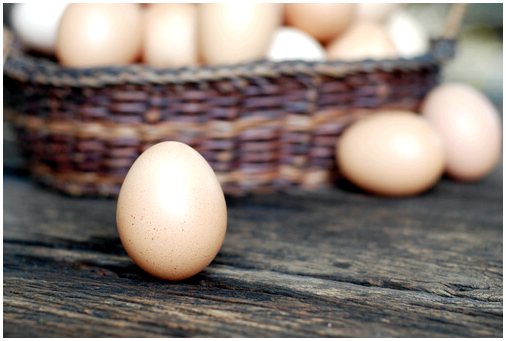 Как улучшить качество куриных яиц?
