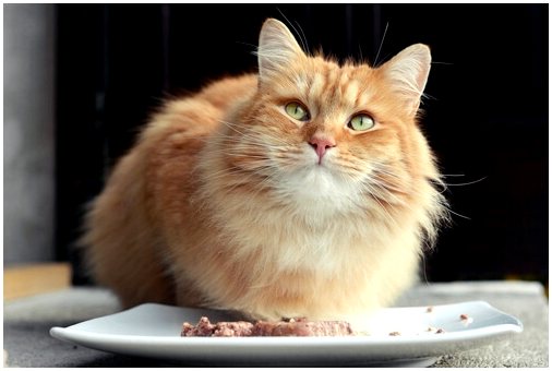 10 продуктов, которые понравится вашей кошке