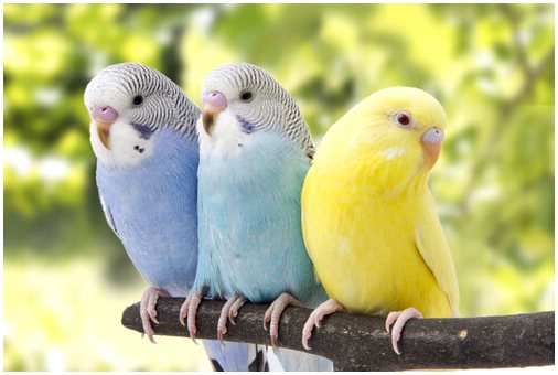 Какая идеальная среда для ваших попугаев?