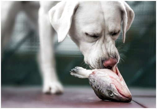 Какое мясо лучше всего подходит для вашей собаки