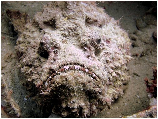 Каменная рыба, почти невидимый обитатель рифа