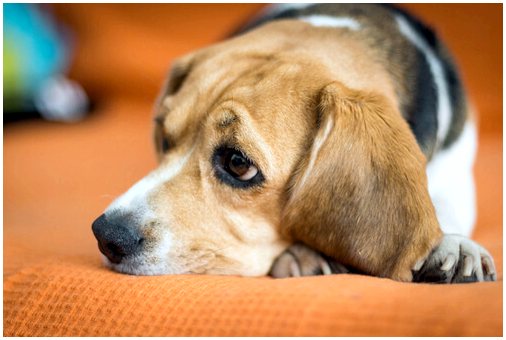 5 фактов о собачьем коронавирусе, которые вы должны знать