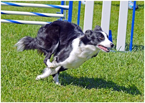 Самые быстрые собаки в мире