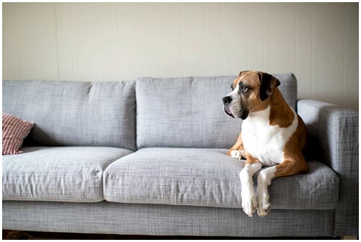 Можно ли оставлять собаку на диване?