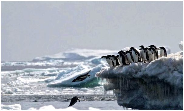 Пингвины марафона