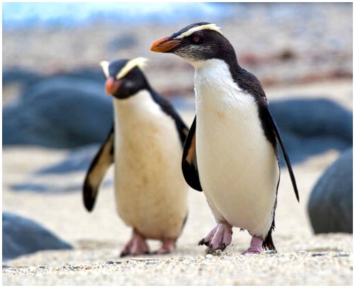 Марафонские пингвины