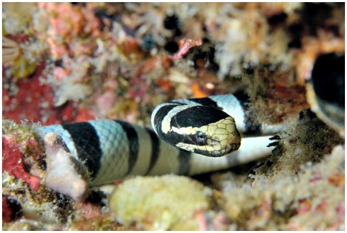 Морская змея, одна из самых ядовитых в мире