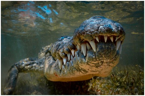 Крокодилы агрессивны?
