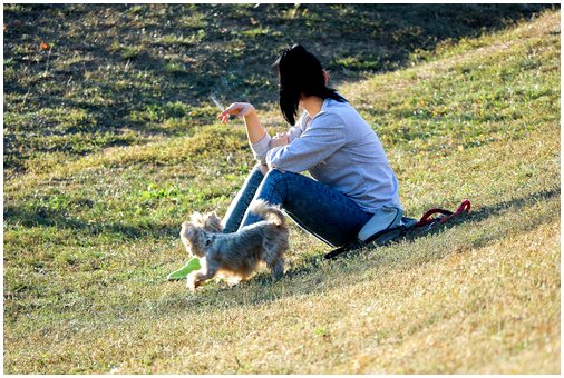 Насколько сильно табачный дым влияет на домашних животных?