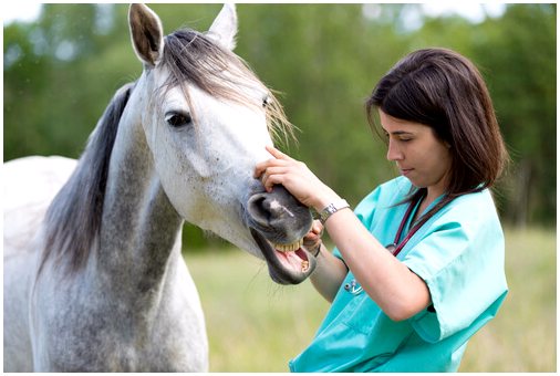 5 советов по борьбе с кожными проблемами у лошадей