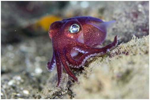 Пурпурный осьминог: среда обитания и его обычаи