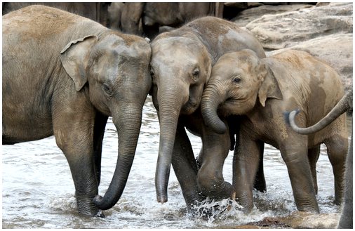 Различия между азиатскими и африканскими слонами