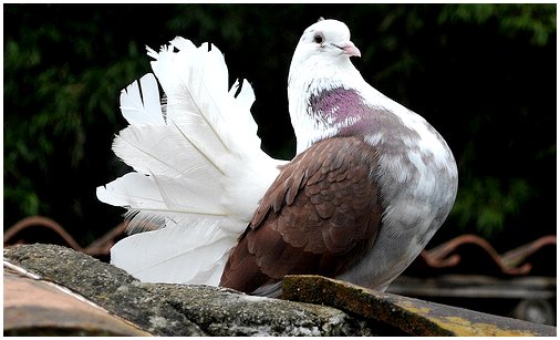 Разведение голубей в домашних условиях