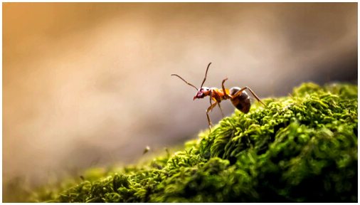 Роль муравьиной королевы в колониях