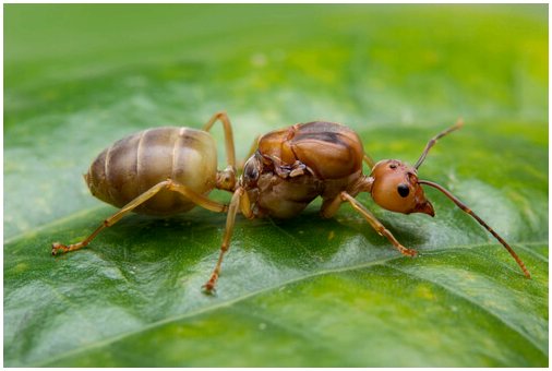 Роль муравьиной королевы в колониях